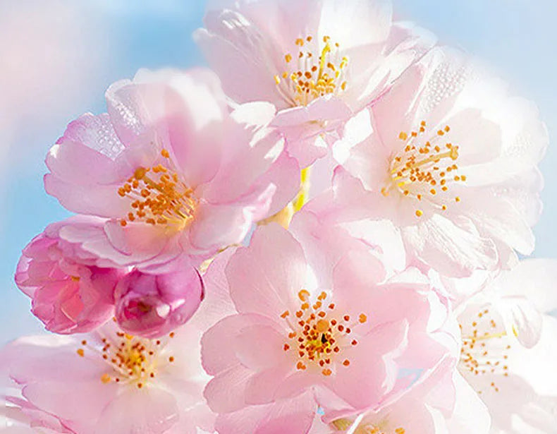 SADOER Sakura Eye Cream for Dark Circles and Wrinkles - Moisturizing